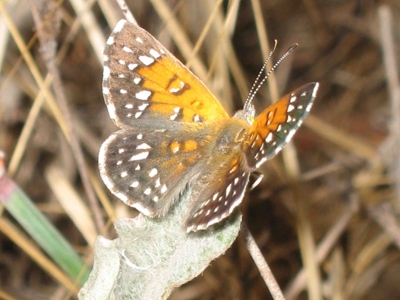 metalmark8-25-11_large_medium 2 metalmark8-25-11_large_medium 2